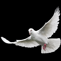 Else Jakobsen Medhaug